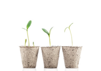 Young plants in pots isolated on white background