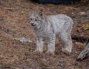Canada Lynx Kitten
