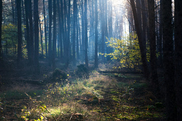 sunbeam over Zellow leaf tree at fall