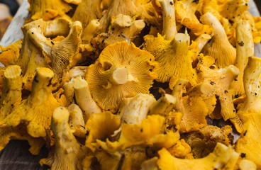 Yellow chanterelle mushrooms (Cantharellus cibarius) full frame
