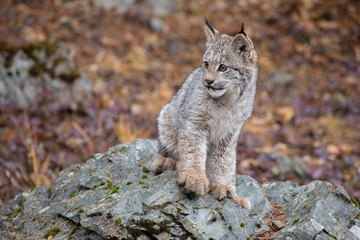 Canada Lynx Kitten