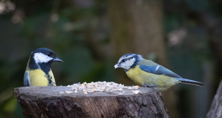 blue tit and great tit on tree stump