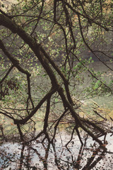 Tree branches hanging over the lake. Autumn scenery