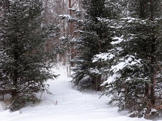 winter forest