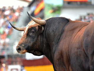 toro tipico español