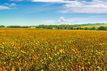 Blooming field of wild saffron. American saffron, dye Thistle.