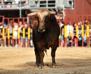 toro tipico español