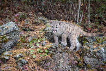 Mountain Lion Cub