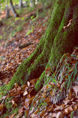 Tree root covered with moss, forest in autumn, autumn leaves