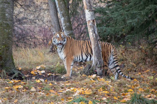 Siberian Tigerin the Fall