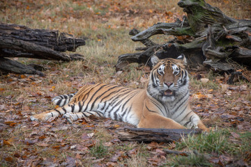 Siberian Tiger in the Fall