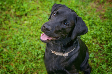 Beautiful black retriever on a walkway in the park. Green Park. Soft focus