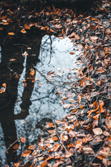 Colourful dry autumn leaves near the lake with a reflection of trees on the water