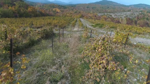 Vineyard in autumn. Shot. Beautiful view of the grape fields