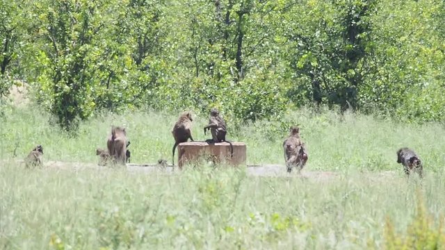 baboons playing