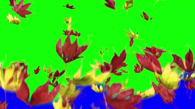 Real falling maple leaves, 10x slow motion, autumn leaves, yellow and red, isolated, choma key, transition, alpha channel. You can use clip for video-transition. Version 1: long 