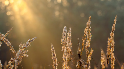 Frosty, fresh morning in a beautiful autumn park of a small town.