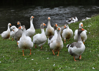Domestic geese on the river bank