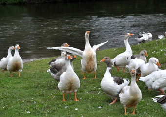 Domestic geese on the river bank