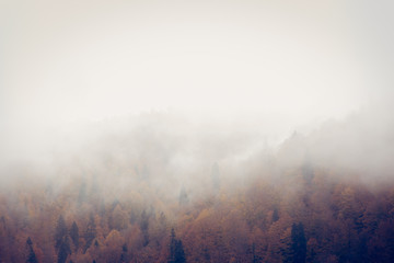 Fog over the autumn trees. Autumn scene in countryside. 