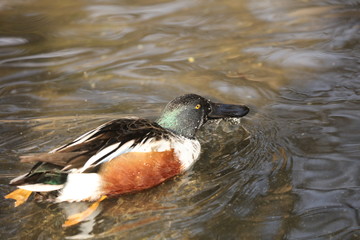 Beautiful Male Northern  shoveler  (Spatula clypeata) in Wisconsin near lake Michigan