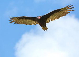 flying turkey vulture eyeing the camera person