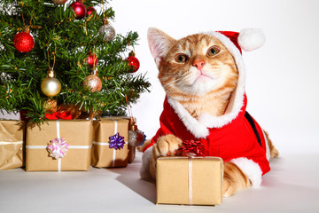 Mackerel tabby kitten wearing a santa claus outfit posing at the side of a christmas tree and xmas presents