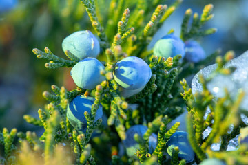 Beautiful bush of a juniper with berries