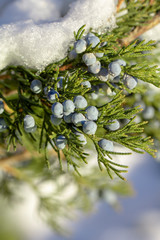 Beautiful bush of a juniper with berries