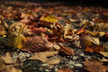 Fallen Leaves