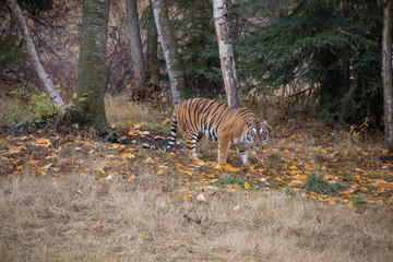Siberian Tigerin the Fall