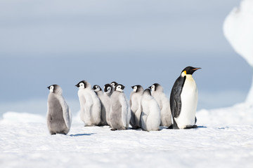 Fototapeta na wymiar Emperor Penguin with chicks