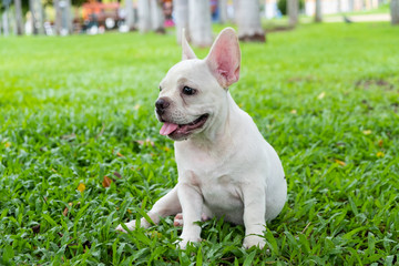 French Bulldog