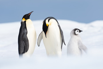 Naklejka na ściany i meble Two Emperor Penguins with chick
