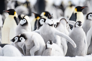 Emperor Penguin colony at snow hill