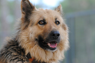 German shepherd dog
