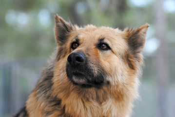 German shepherd dog