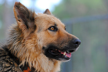 German shepherd dog