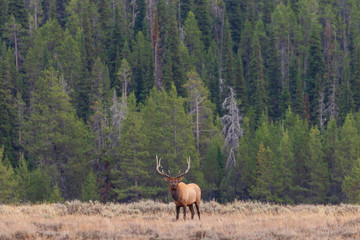 Bull Elk in the Fall Rut in Wyoming