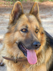 German shepherd dog