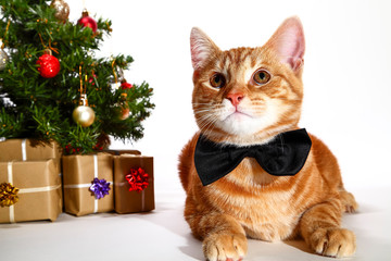 Mackerel tabby kitten wearing a bow tie posing at the side of a christmas tree and xmas presents