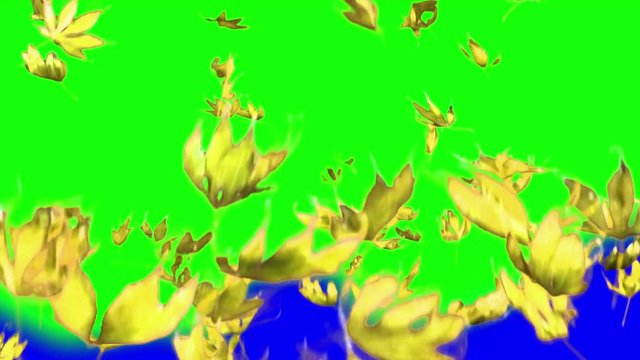 Real falling maple leaves transition, 10x slow motion, yellow leaves, isolated, choma key, transition, alpha channel. You can use clip for video-transition. Version 1: long 