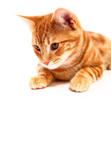 Mackerel ginger tabby kitten isolated on white with space for copy