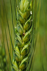 Ear of barley