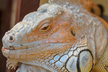 Close up of an Iguana the genus of herbivorous lizards that are native to tropical areas of Mexico, Central America, South America, and the Caribbean.