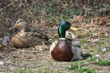 duck on the grass, male/female duck, nature, bird, wildlife