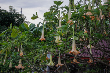 The course Brugmansia with beautiful large yellow flowers blooms on the island of Sumatra, Indonesia