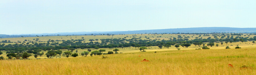 Fototapeta na wymiar Uganda Savannah Panorama