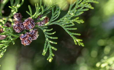 Thuja occidentalis cone close up green backround