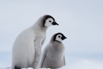 Two Emperor Penguins chicks